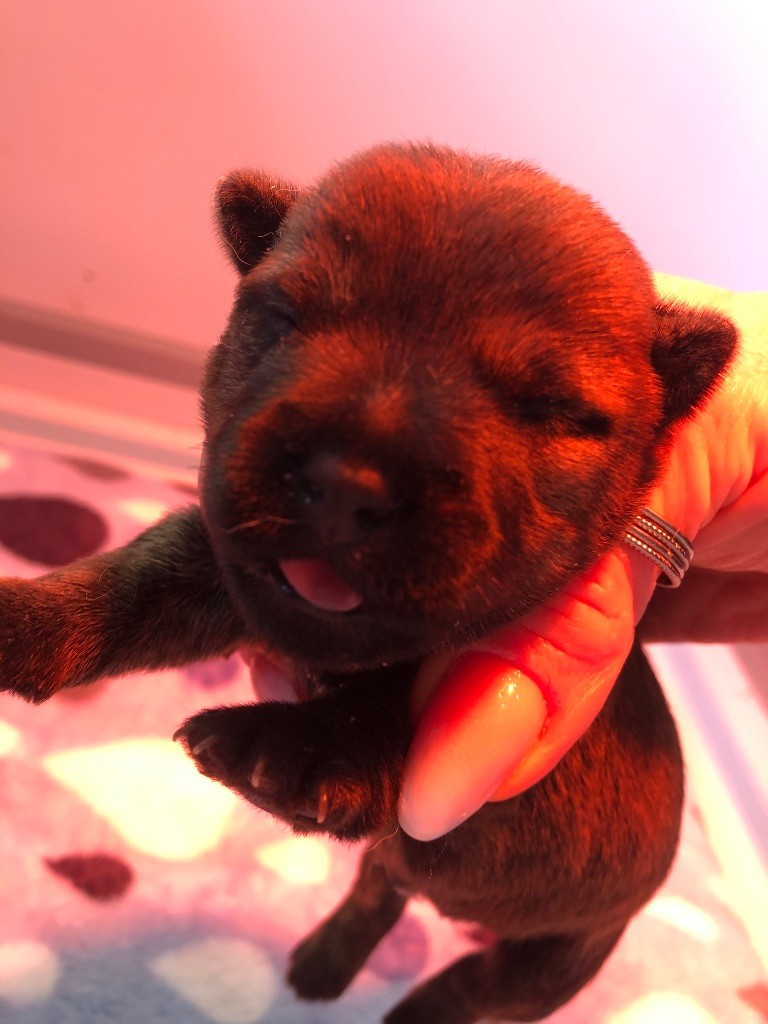 de  la  terrardiere - Chiots disponibles - Cairn Terrier