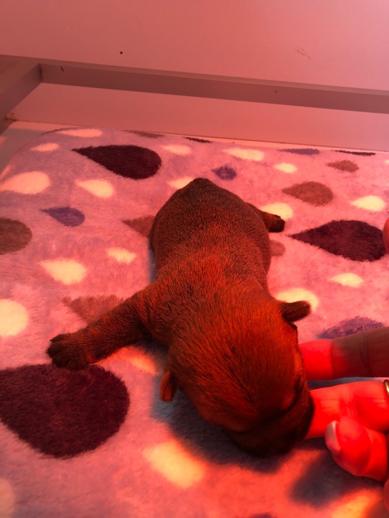 de  la  terrardiere - Chiots disponibles - Cairn Terrier