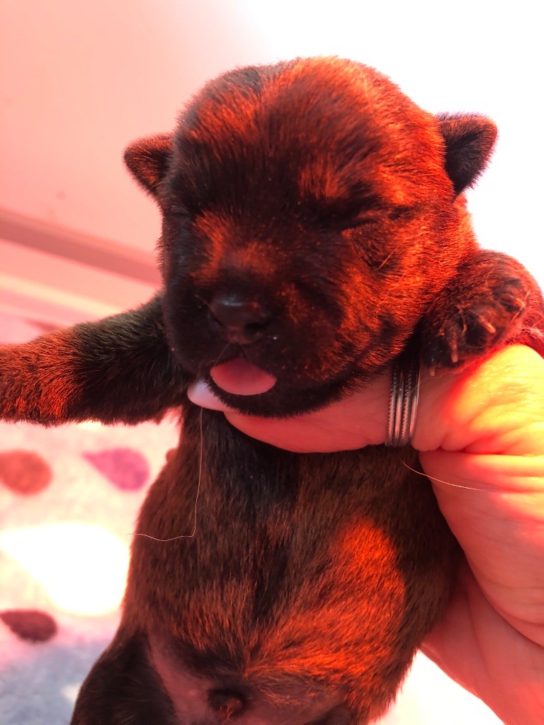 de  la  terrardiere - Chiots disponibles - Cairn Terrier